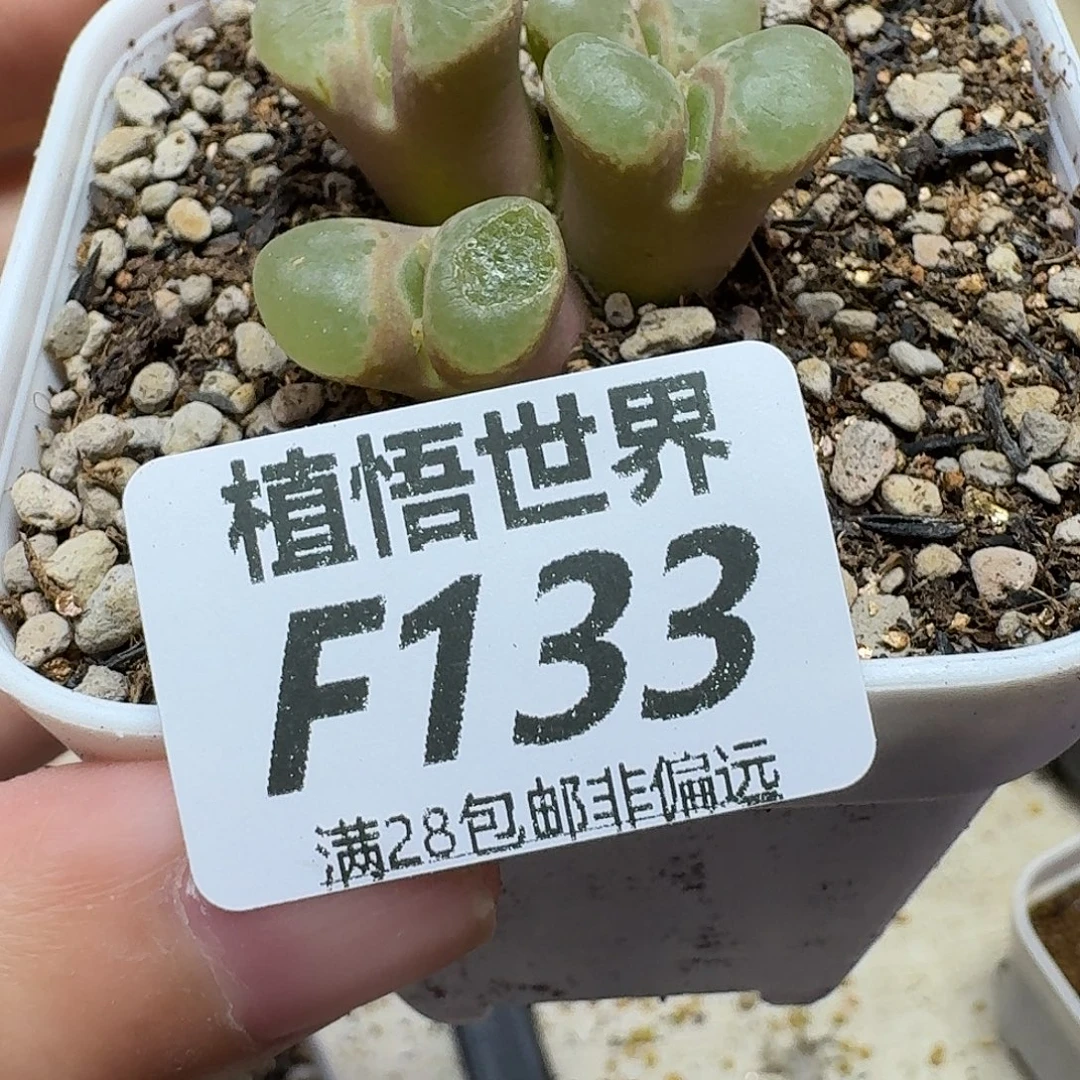 多肉植物的润泽fgh