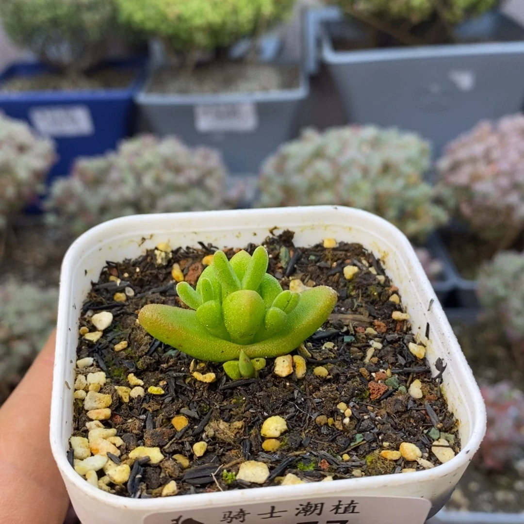 277短耳朵枝干兔子