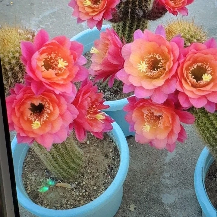 时光侧芽高7公分金妞