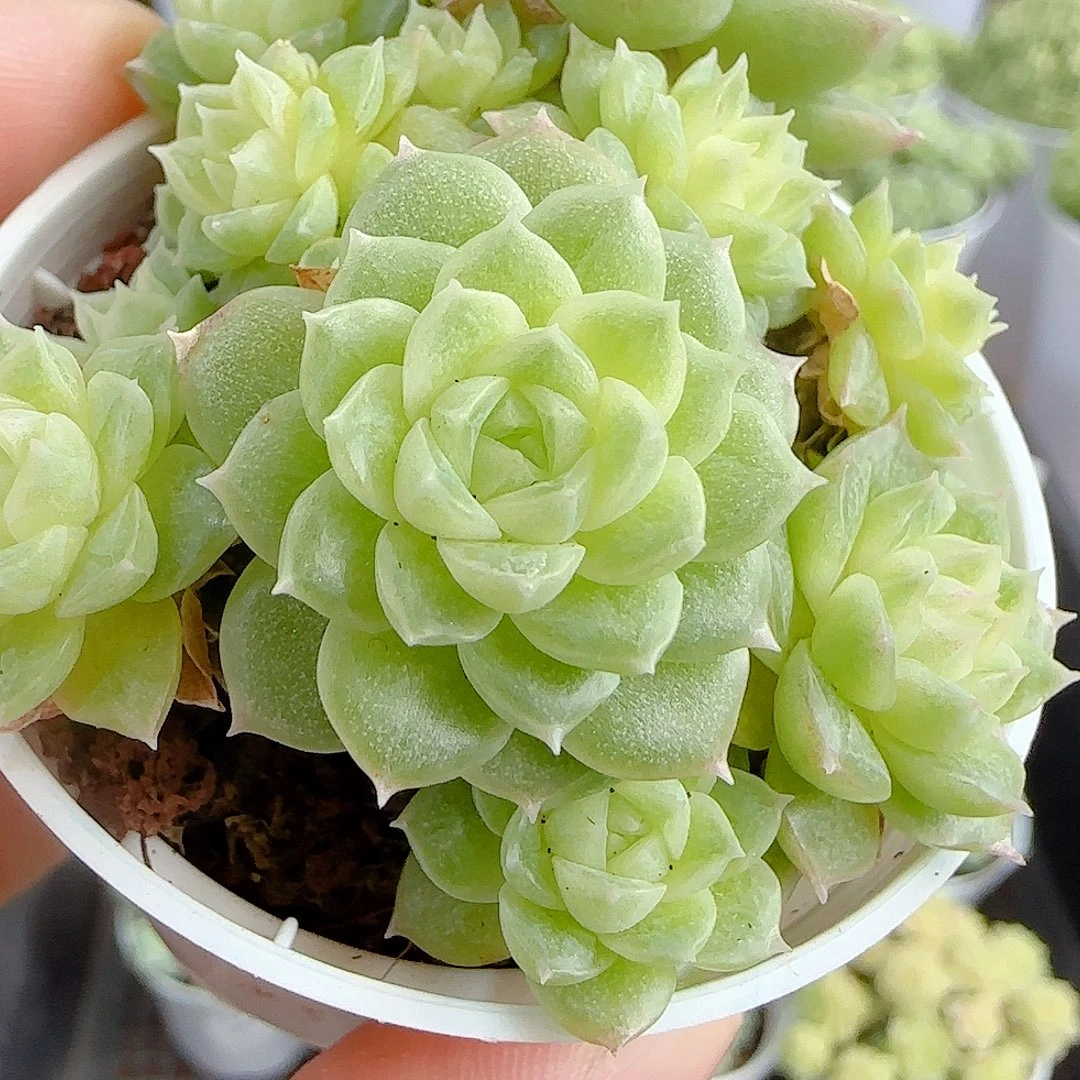 【闪购商品】1010-76