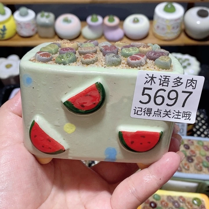 带盆土植物 一物一拍5697