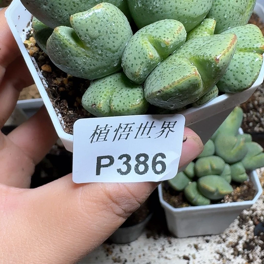 386盒多肉植物哇c c