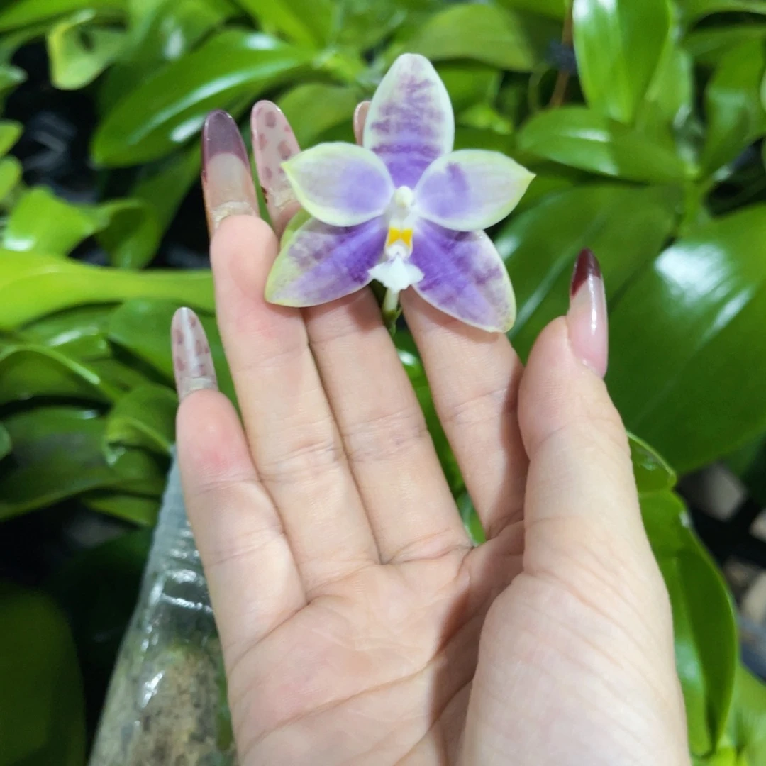 无花朵蝴蝶兰原生柳林3576