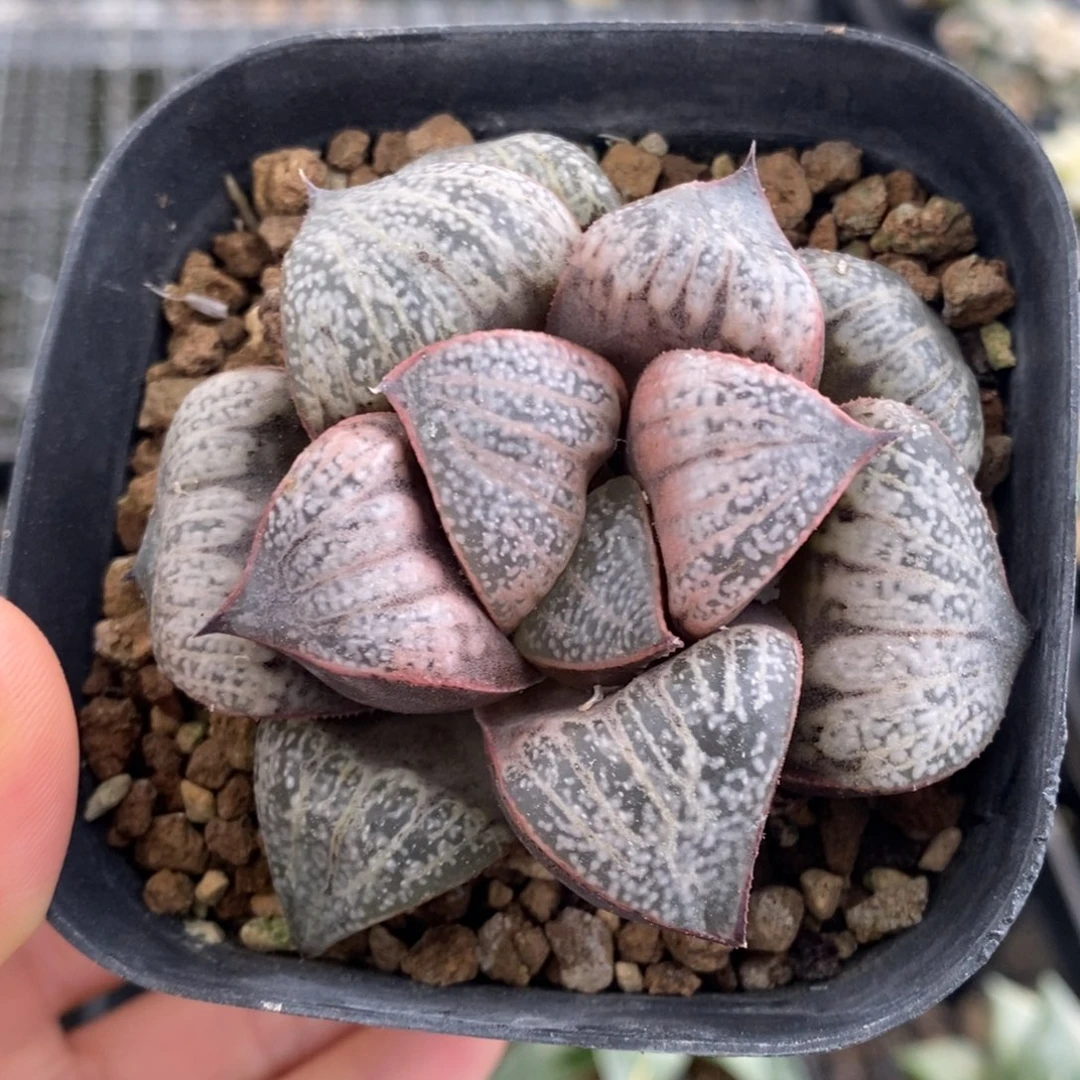 青蟹多肉植物带盆发货