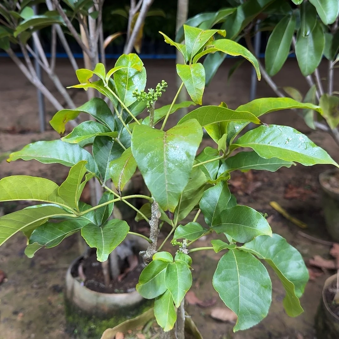 H***涯当前无花栽培后可以开花状元红