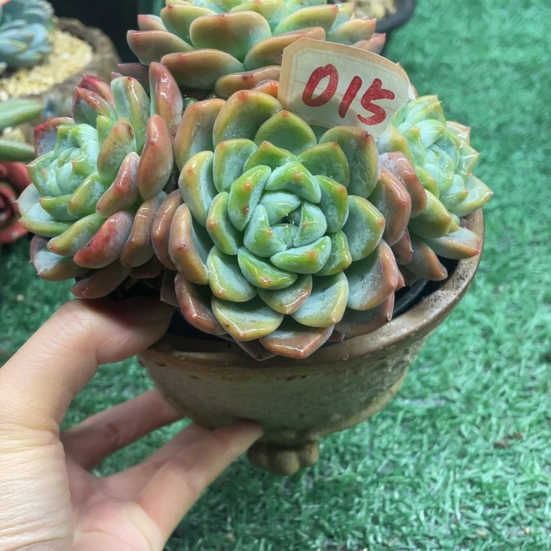 015一物一拍一拍一拍