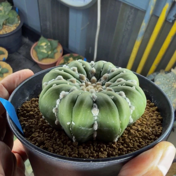 大海星内凹格子v兜