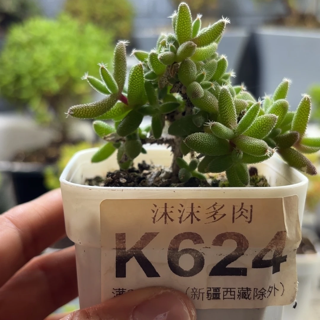 潼***丞624玉米枝干番杏福利