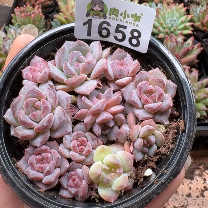 多肉植物多肉植物
