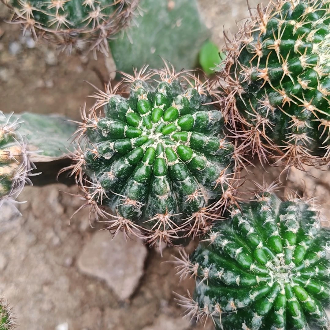 丽花牡丹火龙果嫁接l33福