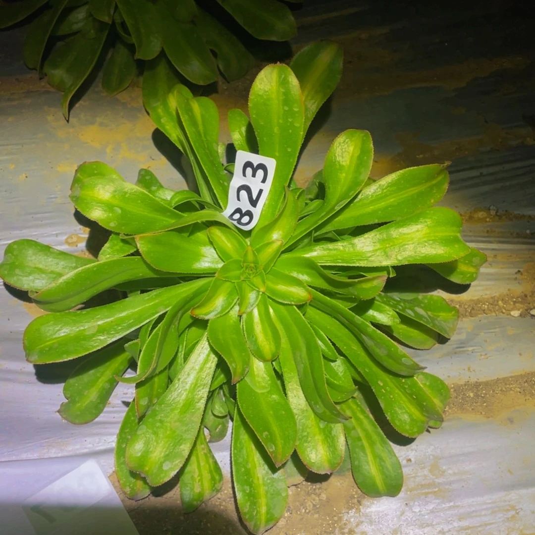 霓裳多肉植物多肉823