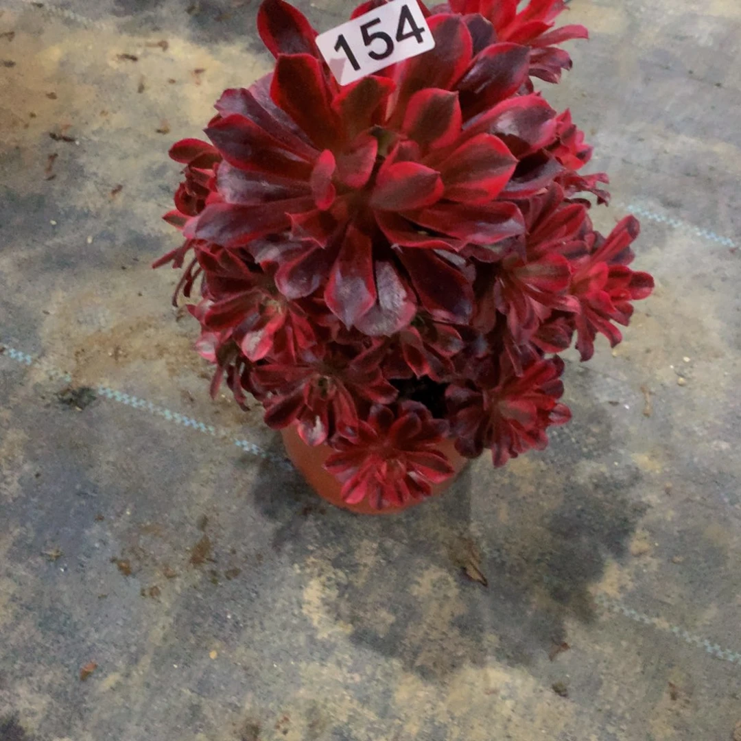 飘**生154多肉植物00000