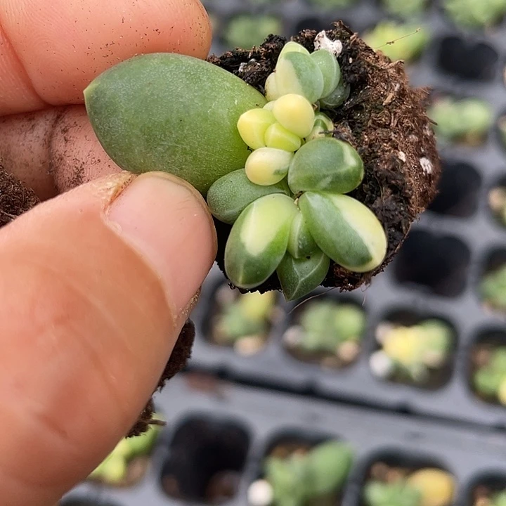 毛***羡一我一拍满18包邮