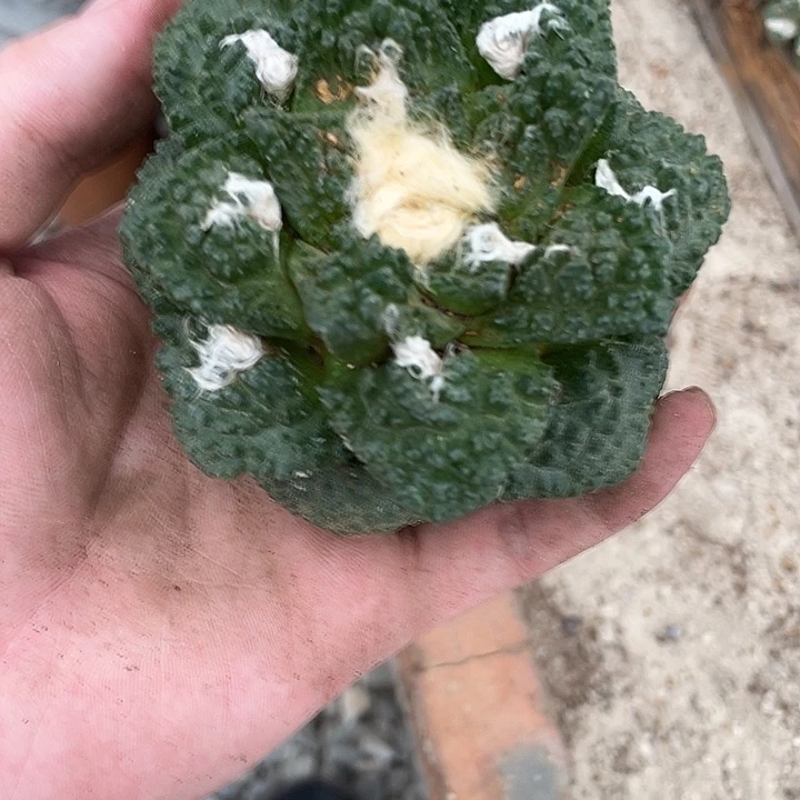 花歌牡丹90公分一物一拍