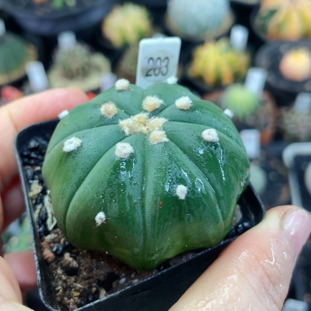 盆5公分满25包邮裸根发货