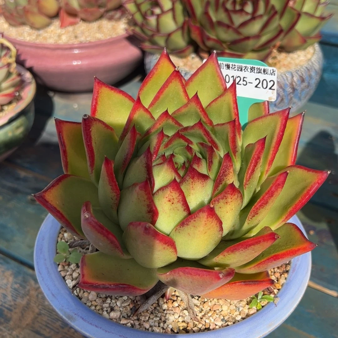 从前慢多肉精选编号0125.202