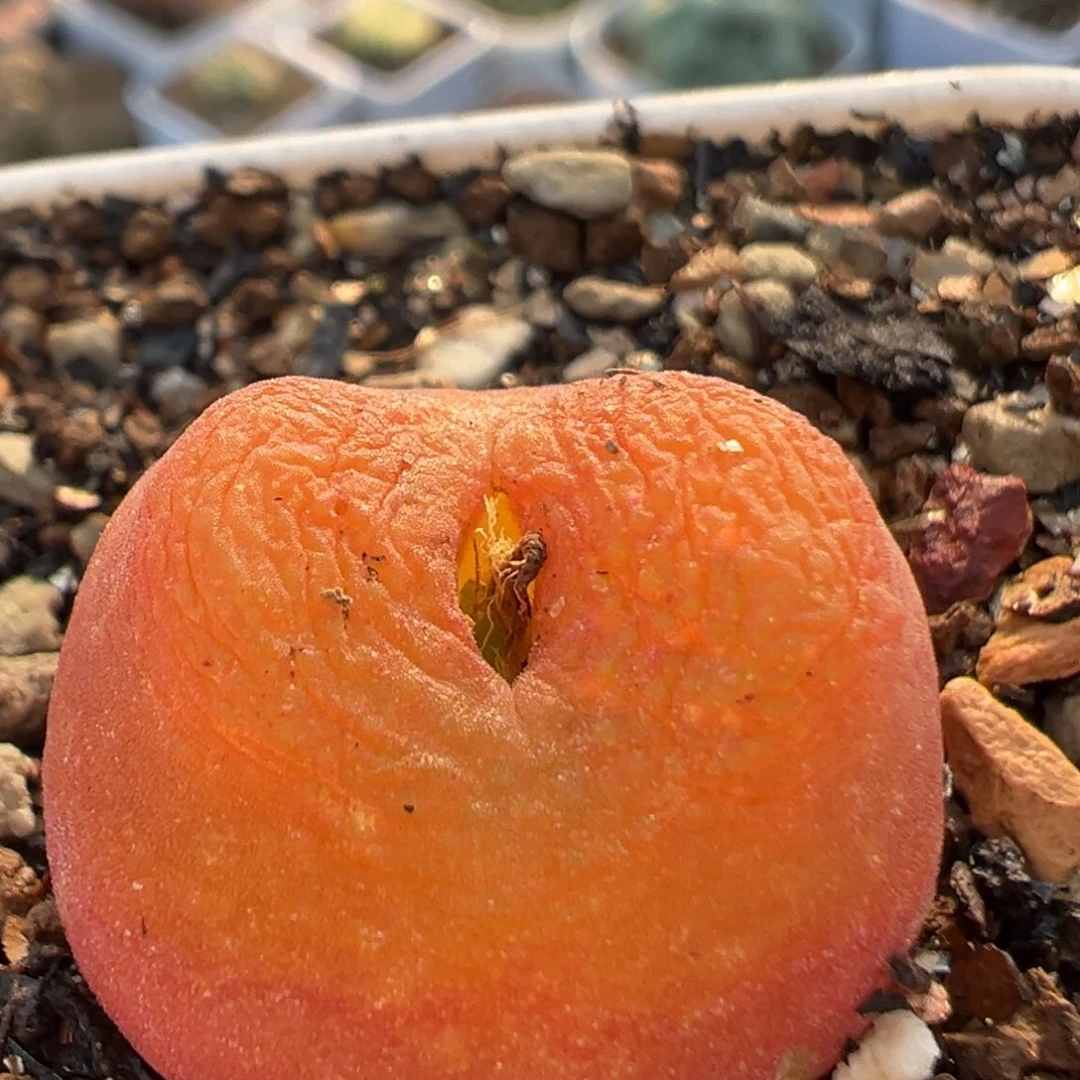 114多肉植物百科水蜜桃