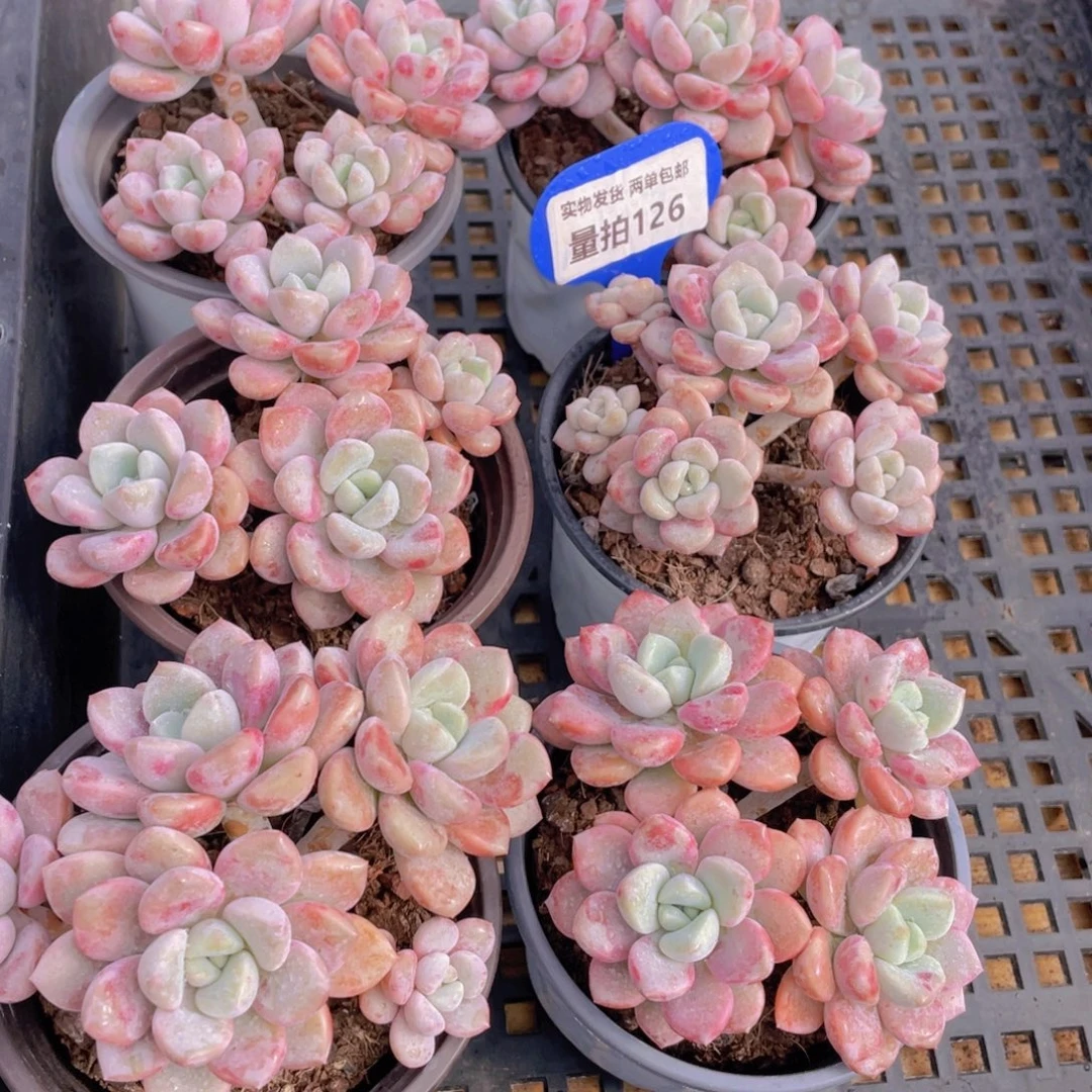 量拍126号 白鹭花斑鹭大群生四头起一个