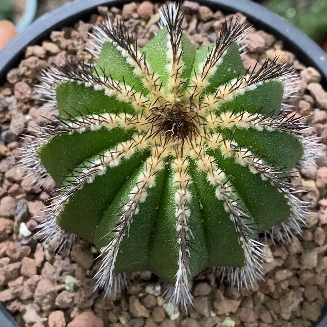 孤品实生特选株矮胖热气球栉刺尤伯球6.3cm