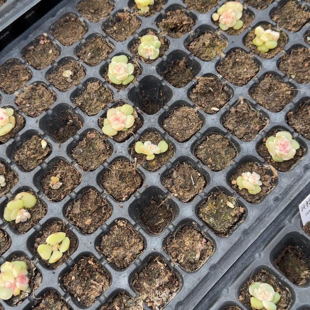 小花2号穴一个满25包邮