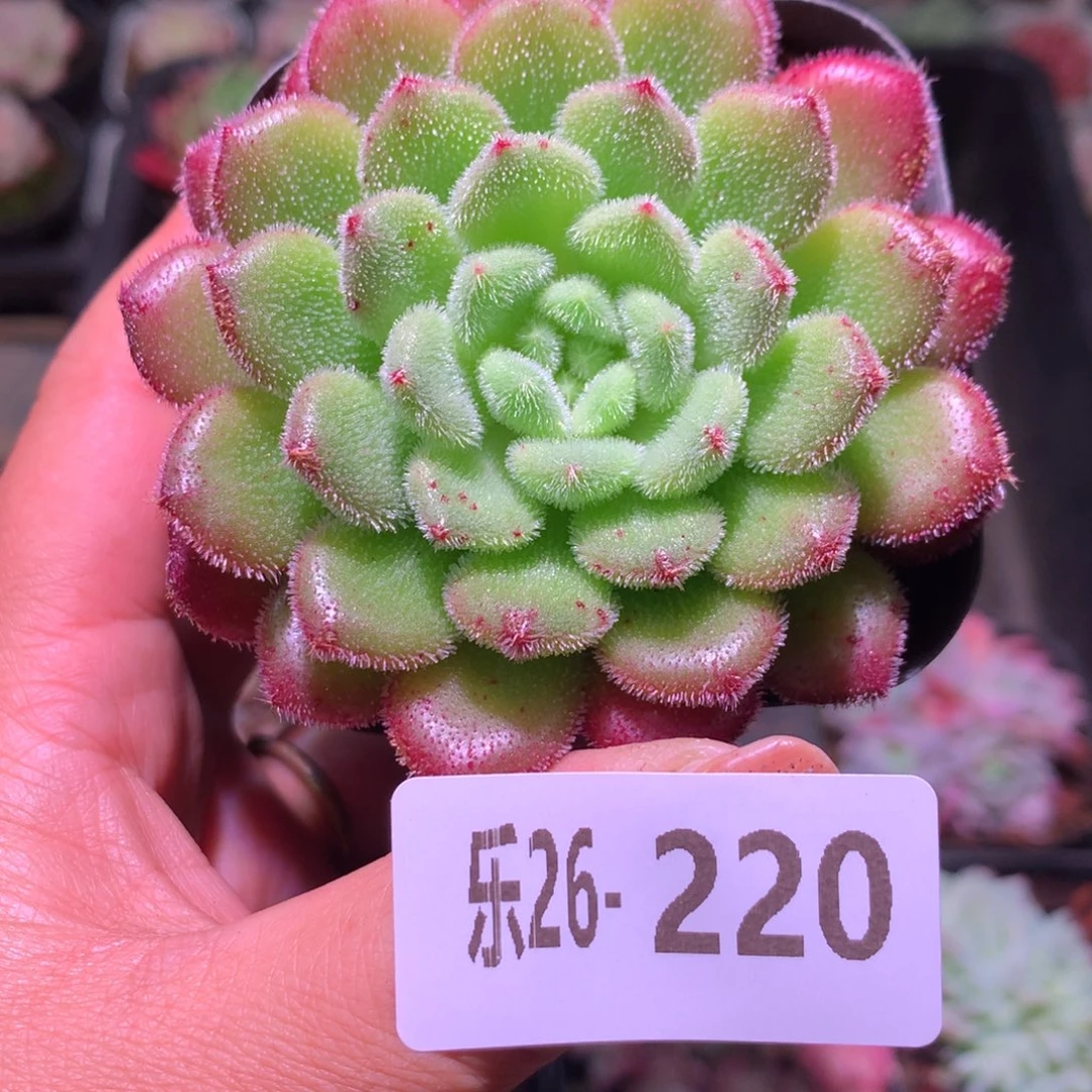 乐然26-220 红毛丹