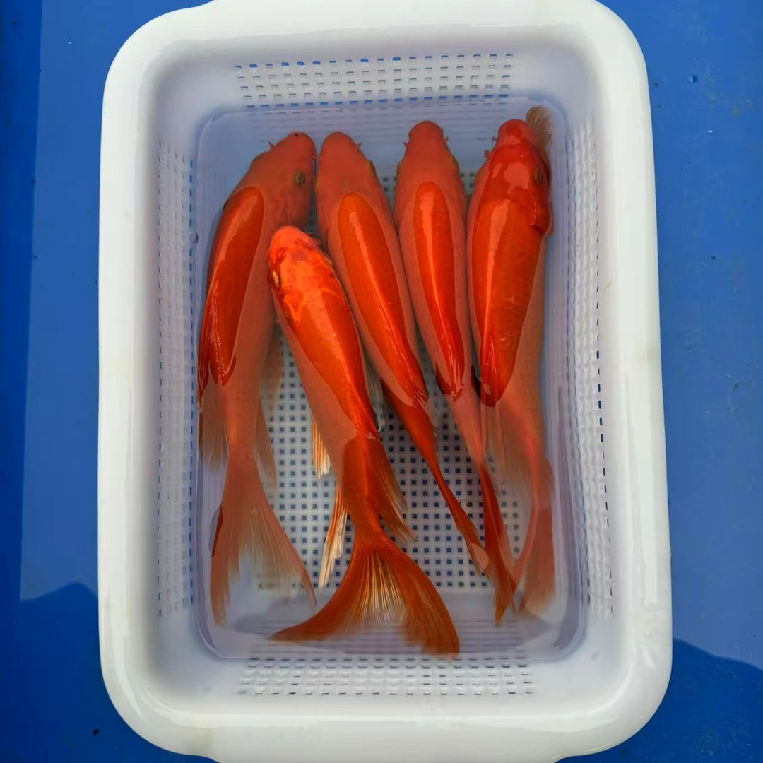 红蝴蝶锦鲤（16-18厘米）5条观赏鱼（非一物一拍）