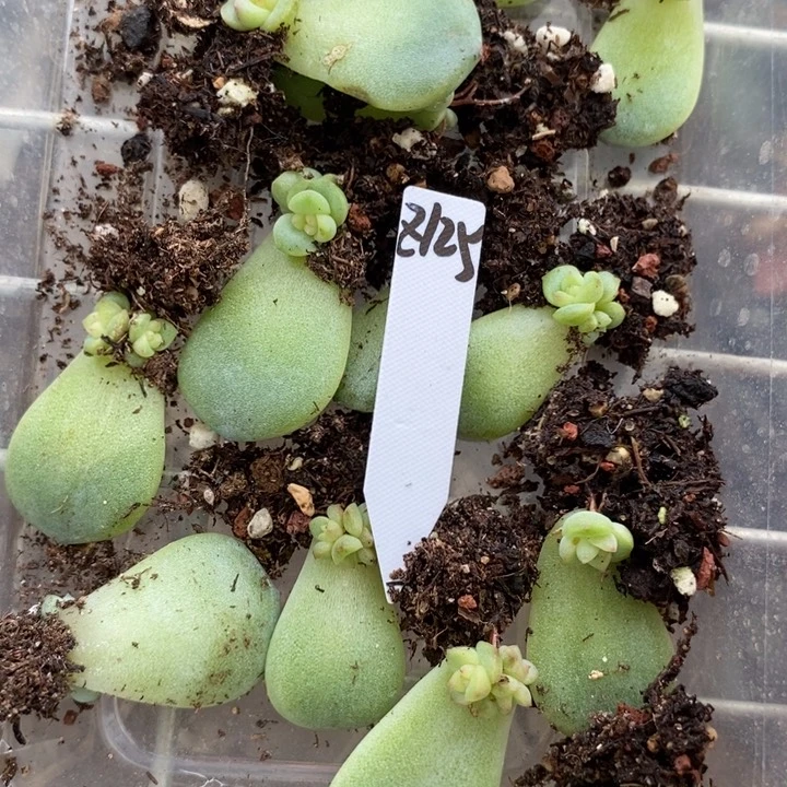 珍妮z125芽苗一个多肉