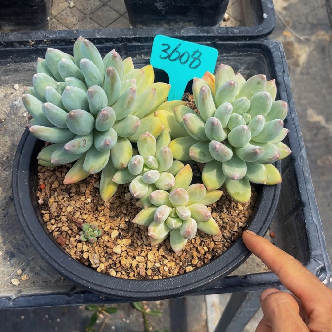 3608下午多肉植物群生