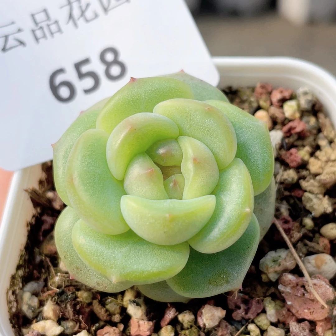 658号糖心冰心珍妮 灵仙