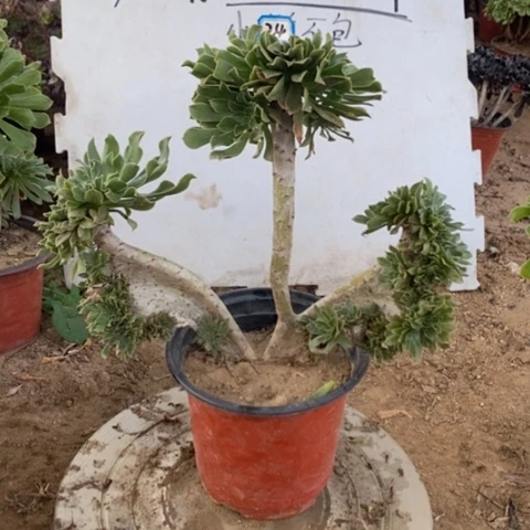 原始绿缀一物一拍