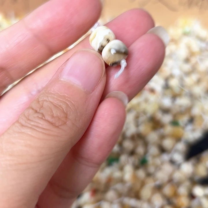 裸石蜜蜡未镶嵌8.2mm一对