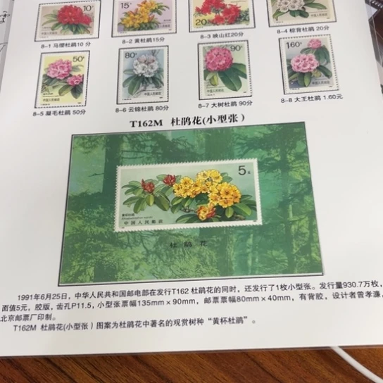 皇**孝杜鹃花小型张贴片
