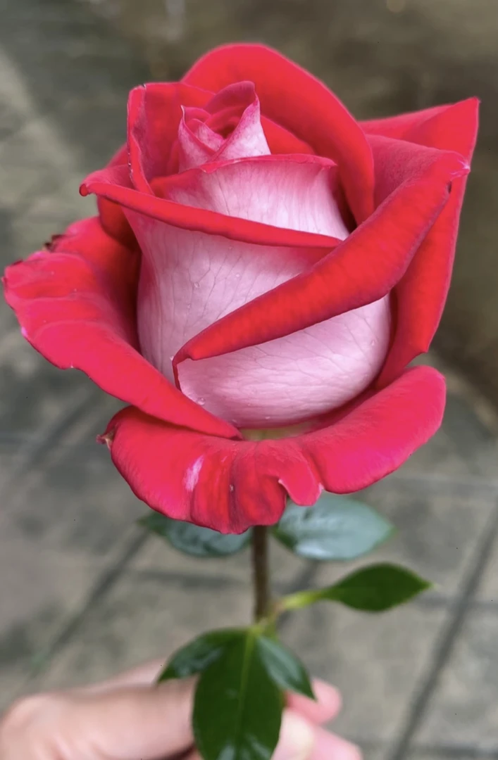 超新品（情书）月季灌木大花浓香切花玫瑰庭院阳台盆栽