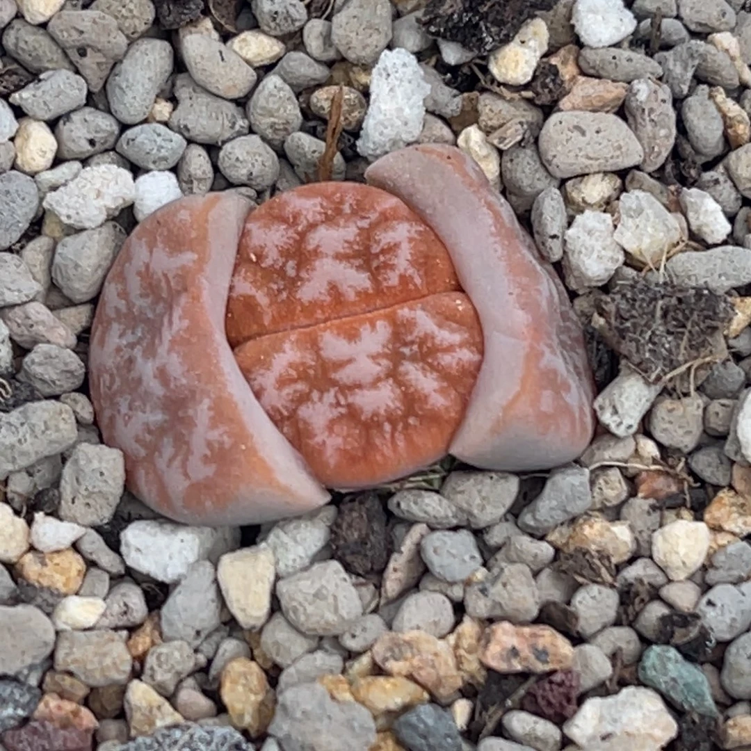 7985雪花拿铁一颗