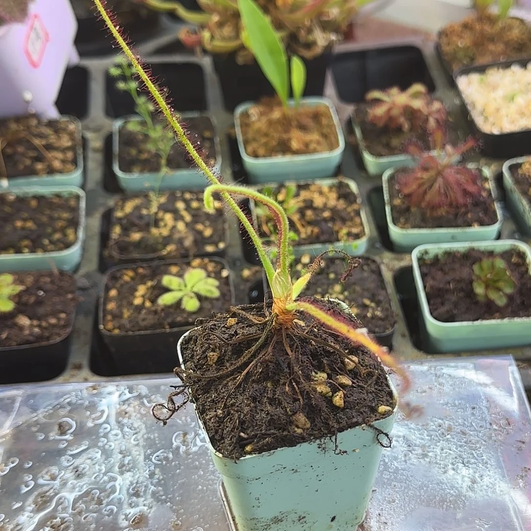 完全开放螺旋茅膏菜