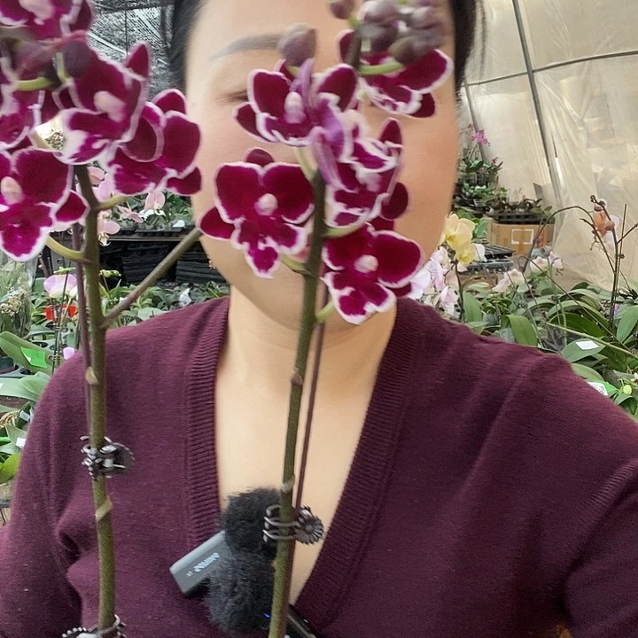 无花朵年年有鱼蝴蝶兰