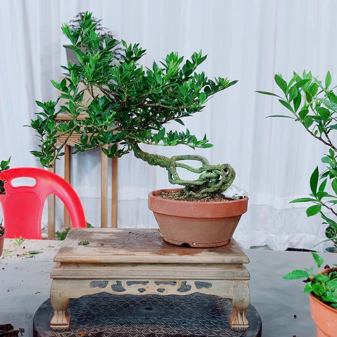 卡***啦寿星栀子花花花花