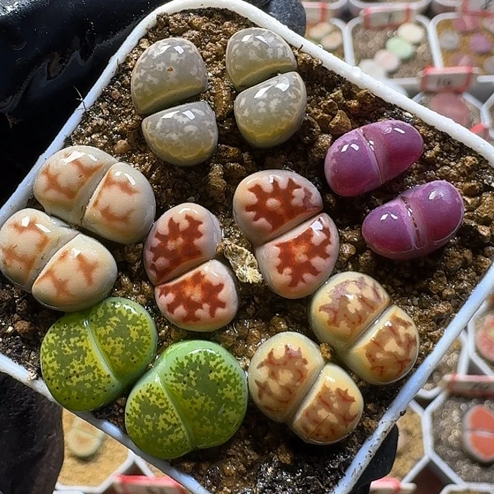 生石花111112。 133