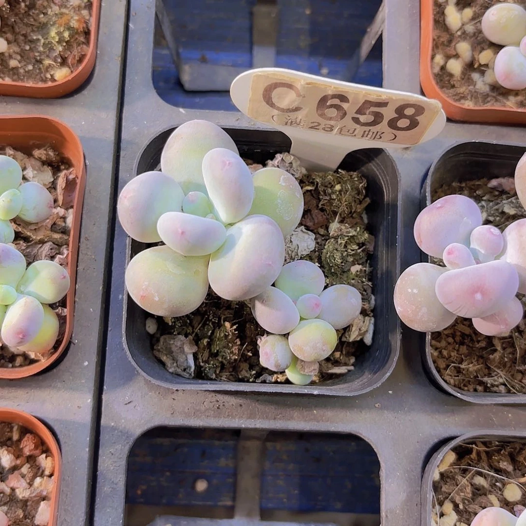 C658彩虹奶一物一拍