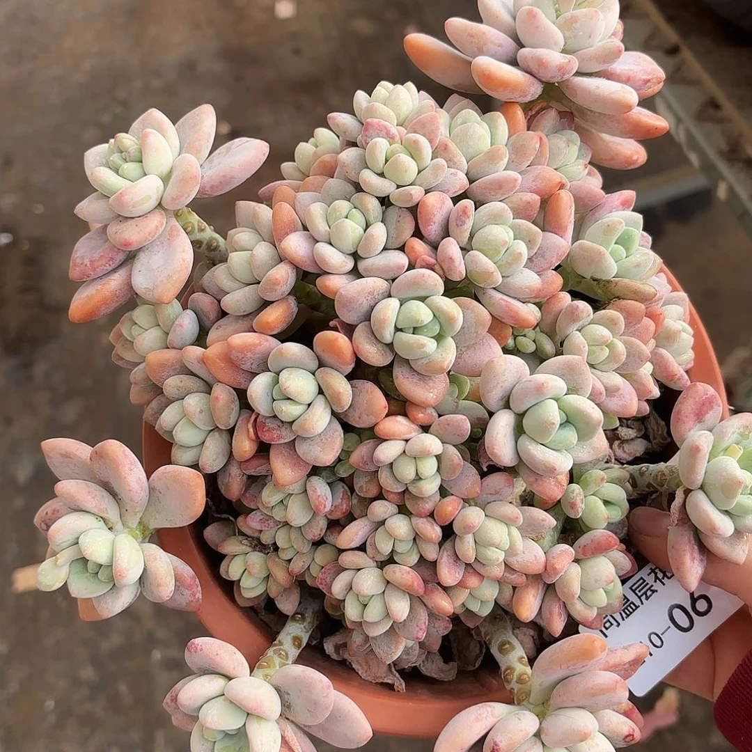 同温层多肉红洛神06