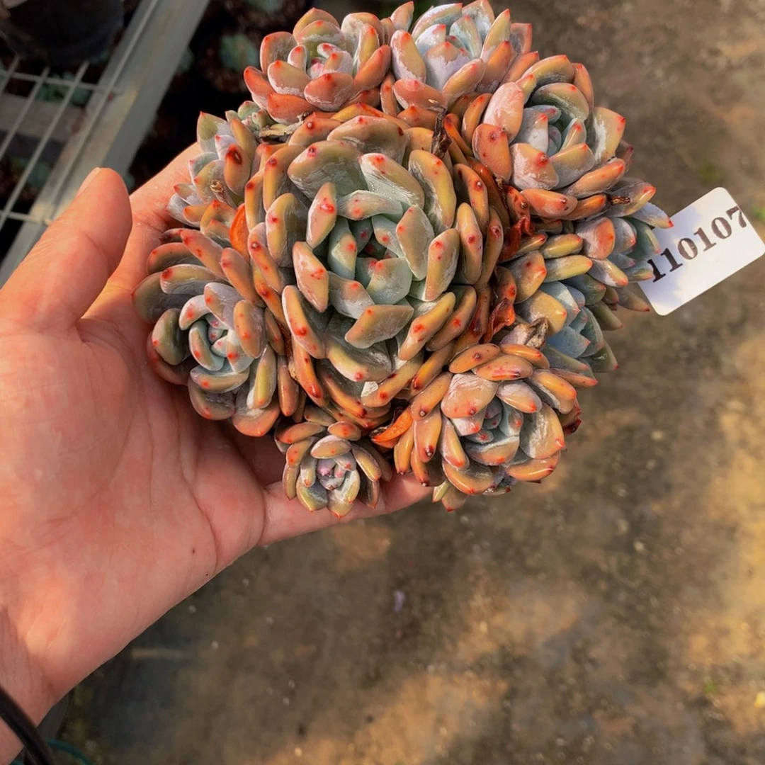 110107十一嗯嗯嗯嗯嗯嗯嗯好喜欢