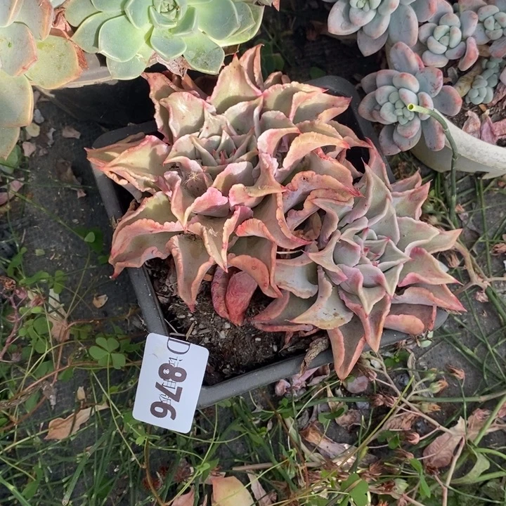 平***果876饺子皮多肉植物