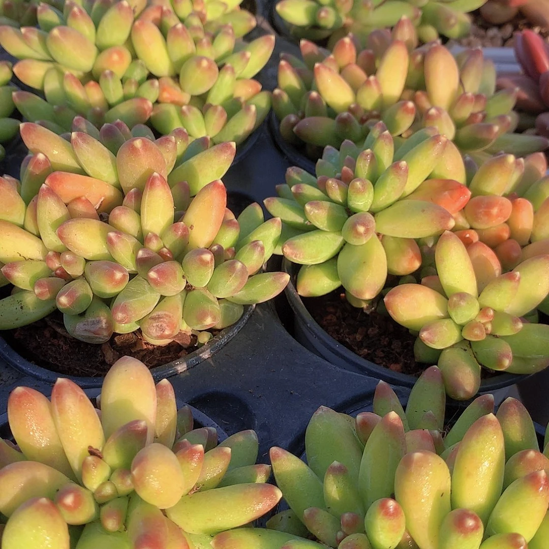 优选千代田3466778889999