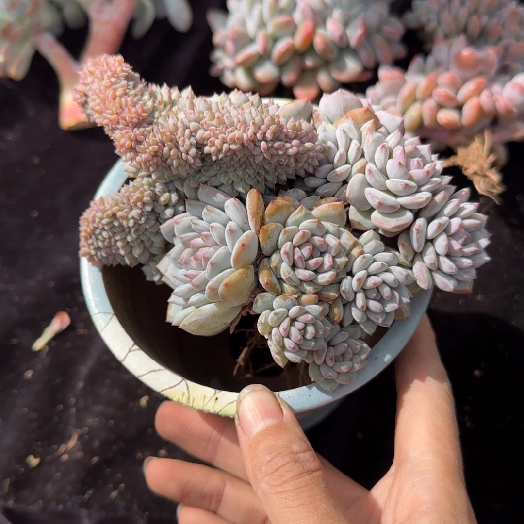 星星橙缀化11朵一物一拍