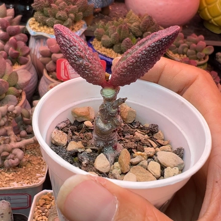 吉祥如意等名家名作和名家名作