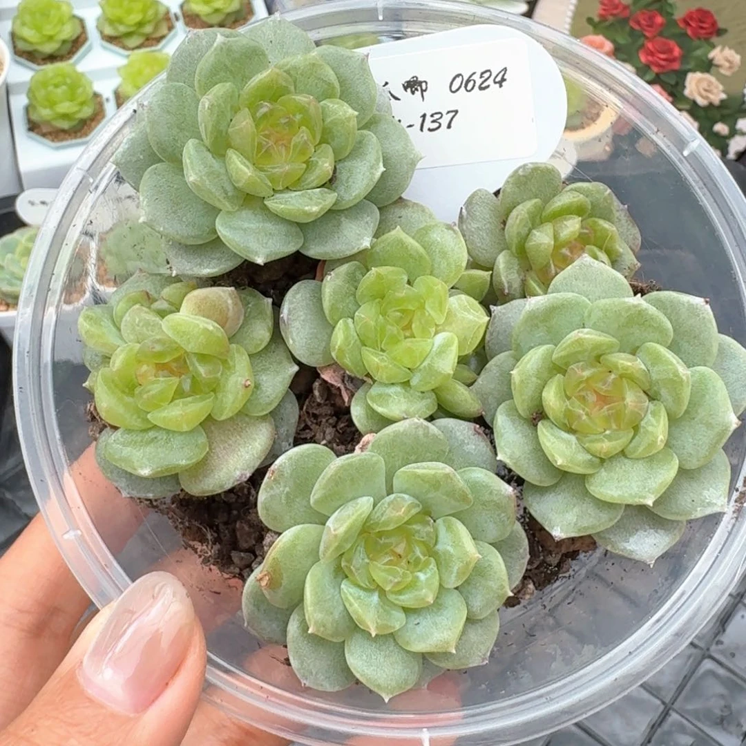 0624-137-柠檬茶单双混量拍