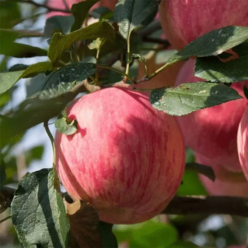 【带箱5斤】山东烟台栖霞红富士苹果正品脆甜多汁可口原产地直发