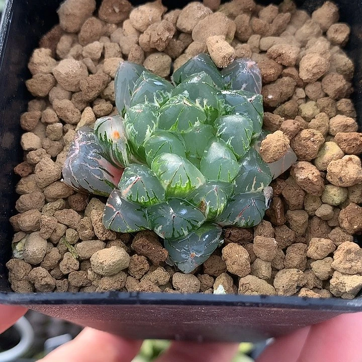 小丸子一物一拍带盆