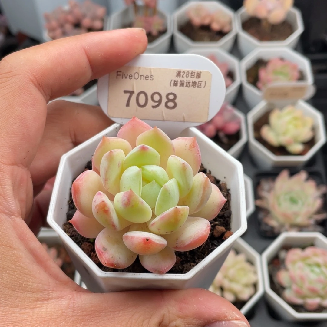 陈***q海盐薄荷7098-5厘米