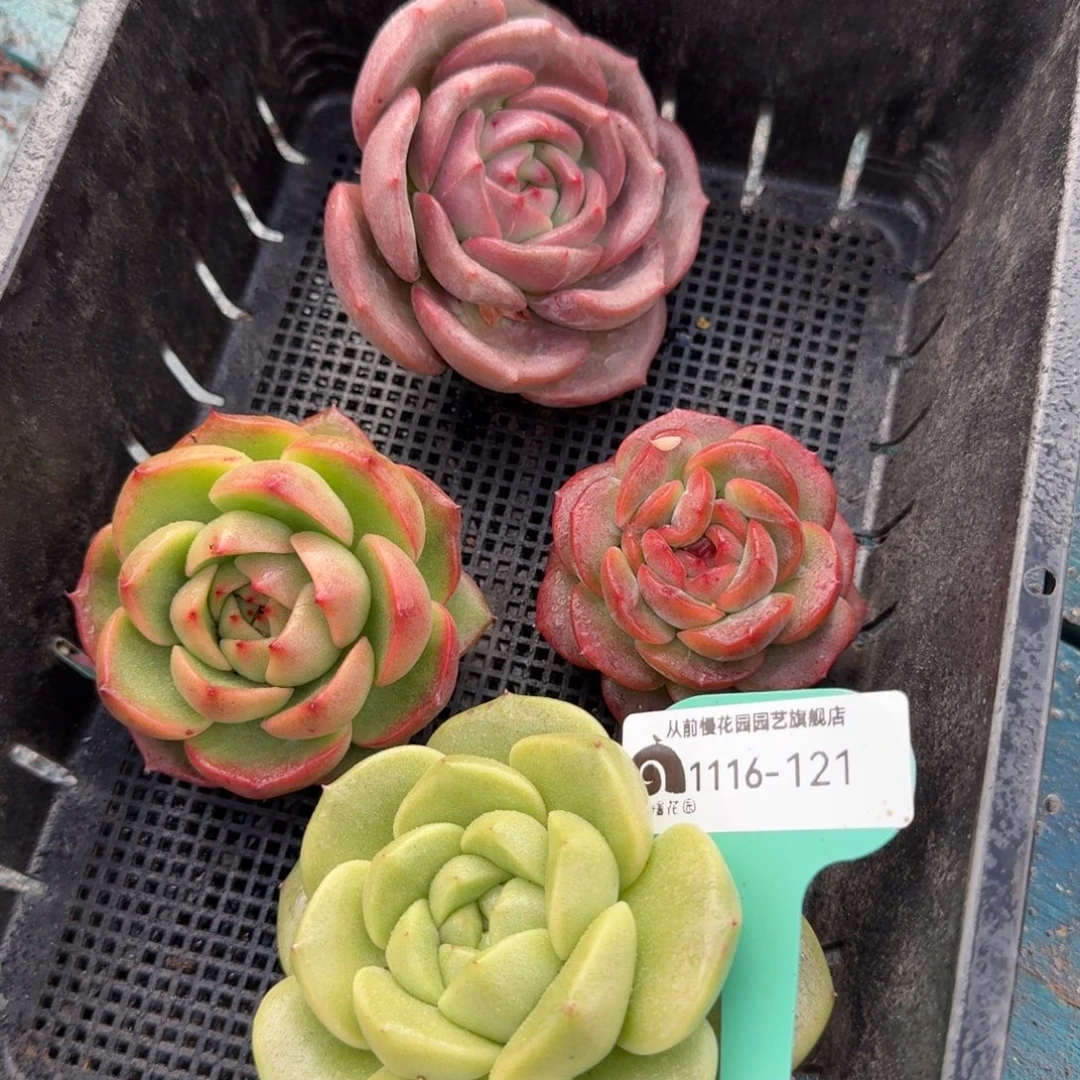 从前慢多肉精选编号1116.121